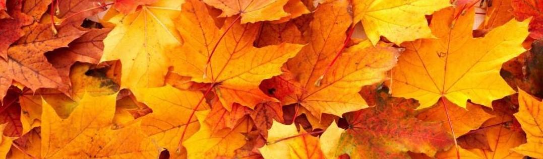 autumn-leaves